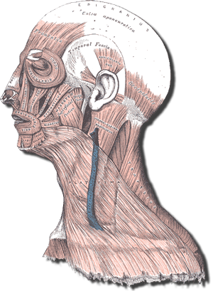 Muscles of the head and neck
